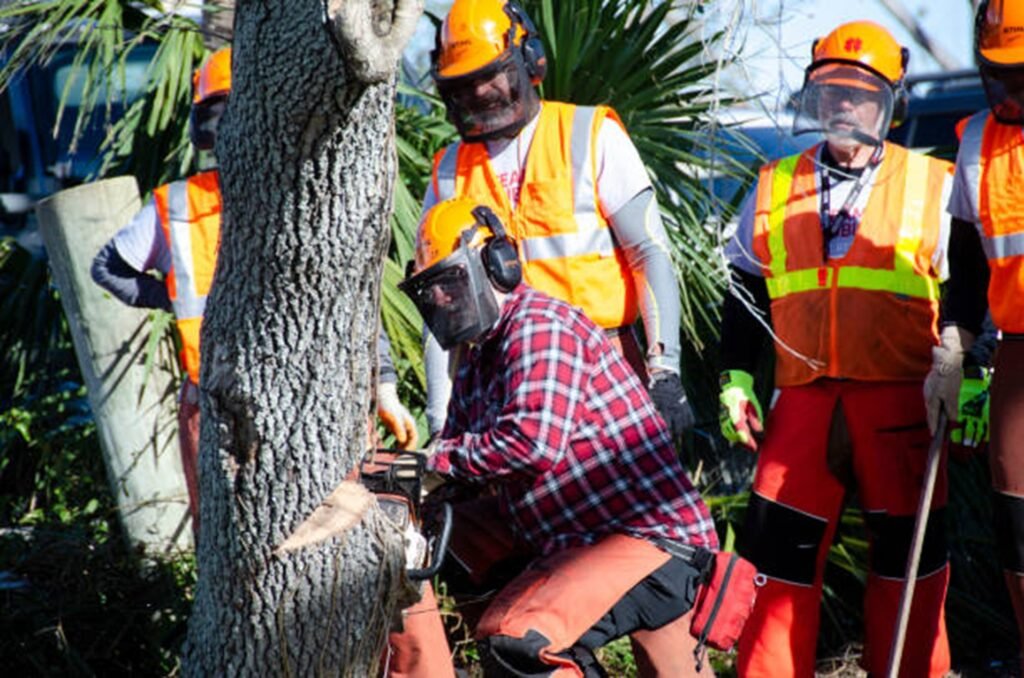 Tree removal crew cutting tree safely with chainsaw and protective gear in Bay Village, OH