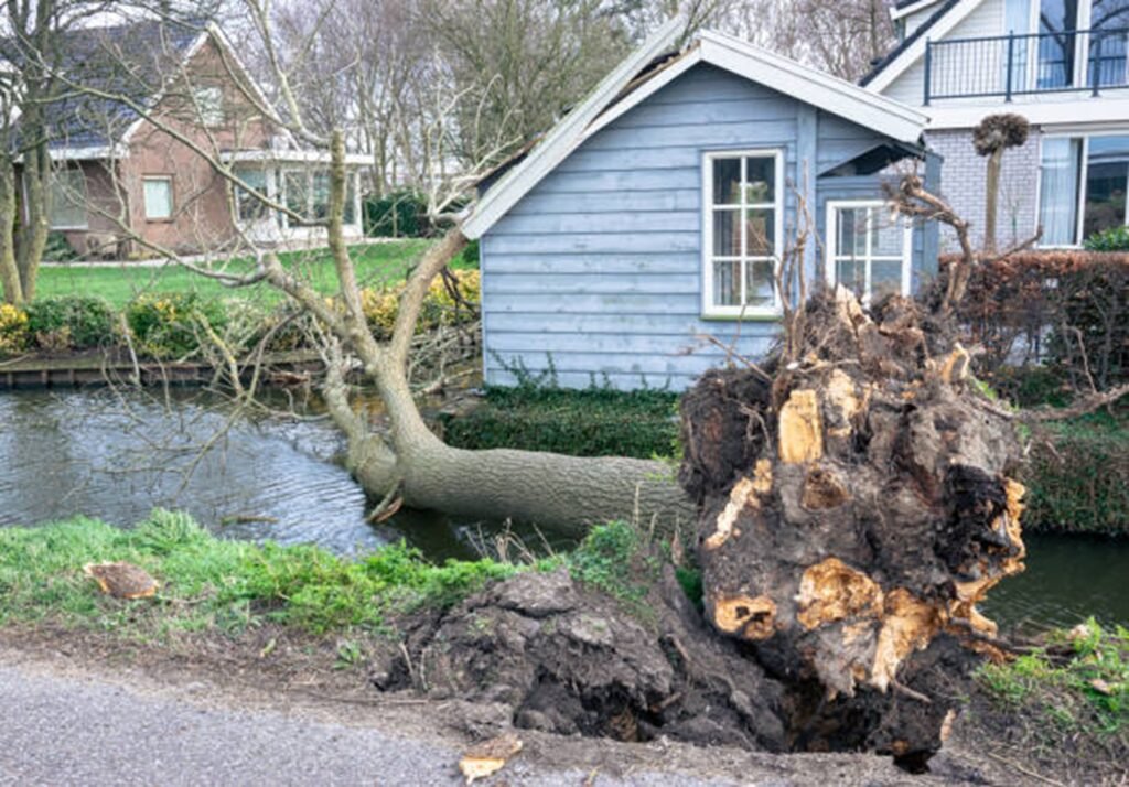 Uprooted tree with exposed roots after storm damage near residential home in Bay Village, OH