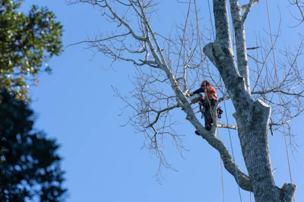 Tree removal crew cutting down a large tree safely near home in Bay Village, OH