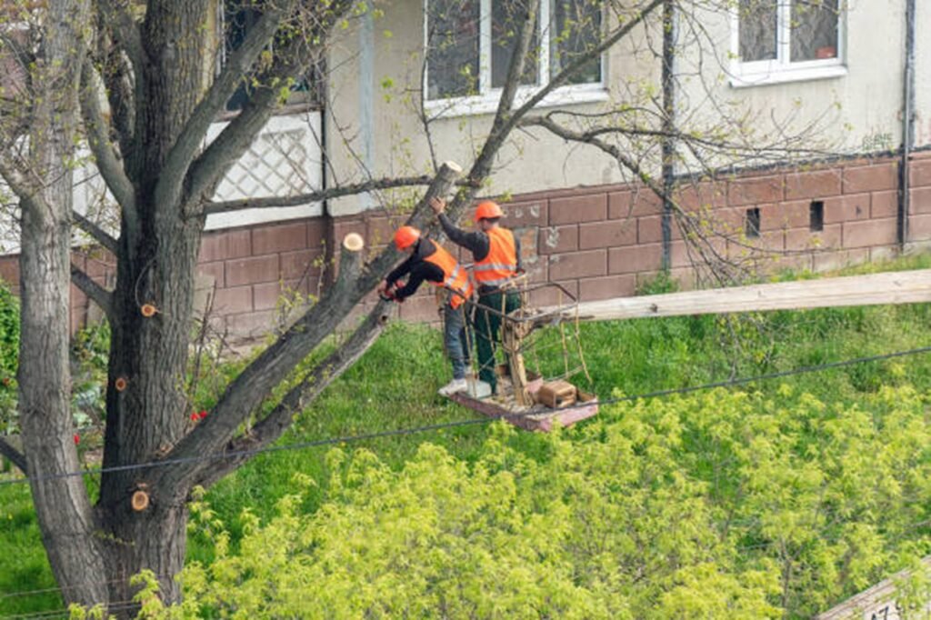 Tree trimming and pruning service improving tree health and structure in Bay Village, OH