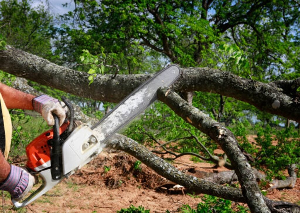 Large tree safely removed from residential property in Bay Village, OH by professional tree service crew